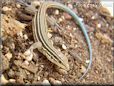  whiptail lizard