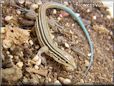 blue tail whiptail lizard
