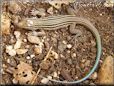  whiptail lizard