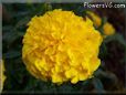 yellow marigold flower