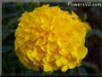  yellow marigold flower