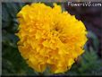 yellow marigold flower