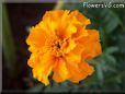 marigold orange flower