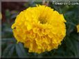 yellow marigold flower