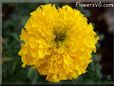 yellow marigold flower