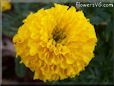 yellow marigold flower
