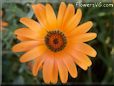 orange african daisy flower