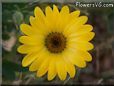 yellow african daisy flower