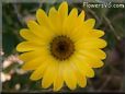 yellow african daisy flower