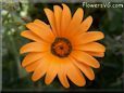 orange african daisy flower