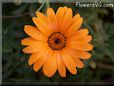 orange african daisy flower
