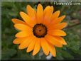 orange african daisy flower