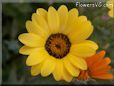 yellow african daisy flower
