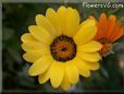 yellow african daisy flower
