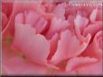pink carnation flower