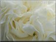 white carnation flower