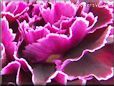 purple carnation flower