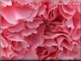 pink carnation flower