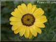 blue yellow daisy flower