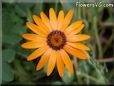 orange african daisy flower