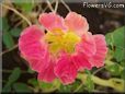 nasturtium flower