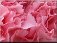pink carnation flower