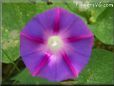 purple morning glory flower