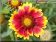 red blanket flower