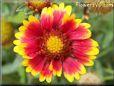 red blanket flower