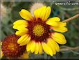 yellow red blanket flower