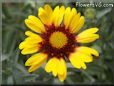 yellow red blanket flower