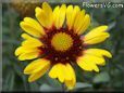 yellow red blanket flower
