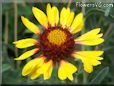 yellow red blanket flower