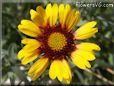 yellow red blanket flower