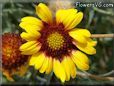 yellow red blanket flower