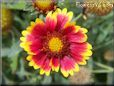 red blanket flower