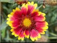 red blanket flower