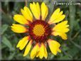 yellow red blanket flower