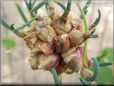 onion bulbs