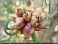  garden onion bulbs pictures