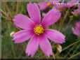 pink cosmos flower