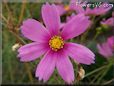 pink cosmos flower