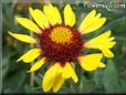 yellow red blanket flower