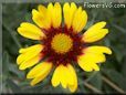 yellow red blanket flower
