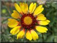 yellow red blanket flower