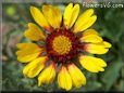yellow red blanket flower