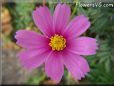 pink cosmos flower