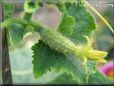 small cucumber