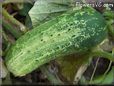 large cucumber
