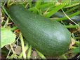 large zucchini